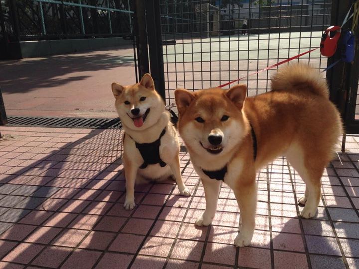 被遗忘的雄狮，雷诺车队逆转阿斯顿·马丁，诺里斯扛起全队抗压孤勇