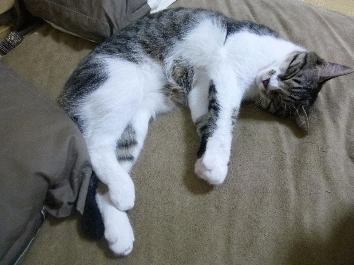 绝杀之夜与纪录之晨，当绿茵与球台同书传奇