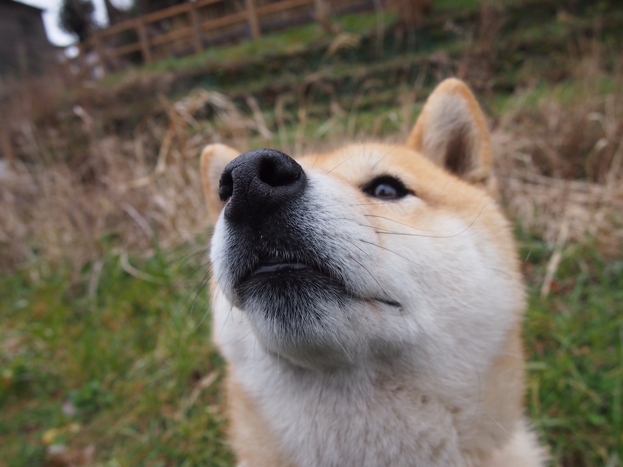 冰火两重天，丹麦队团队碾压日本，石宇奇个人状态如日中天