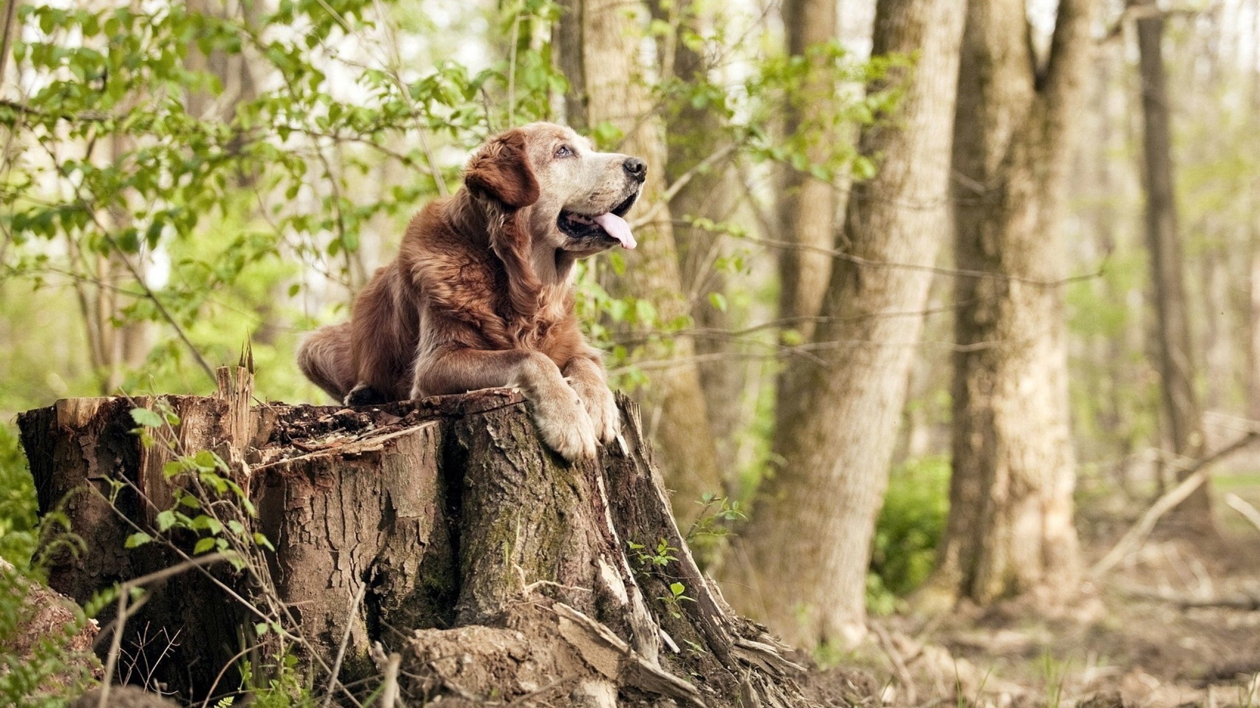 绝对核心光芒四射!拉梅洛25+15+9残暴掌控,太阳三巨头合砍86分正面击溃广厦