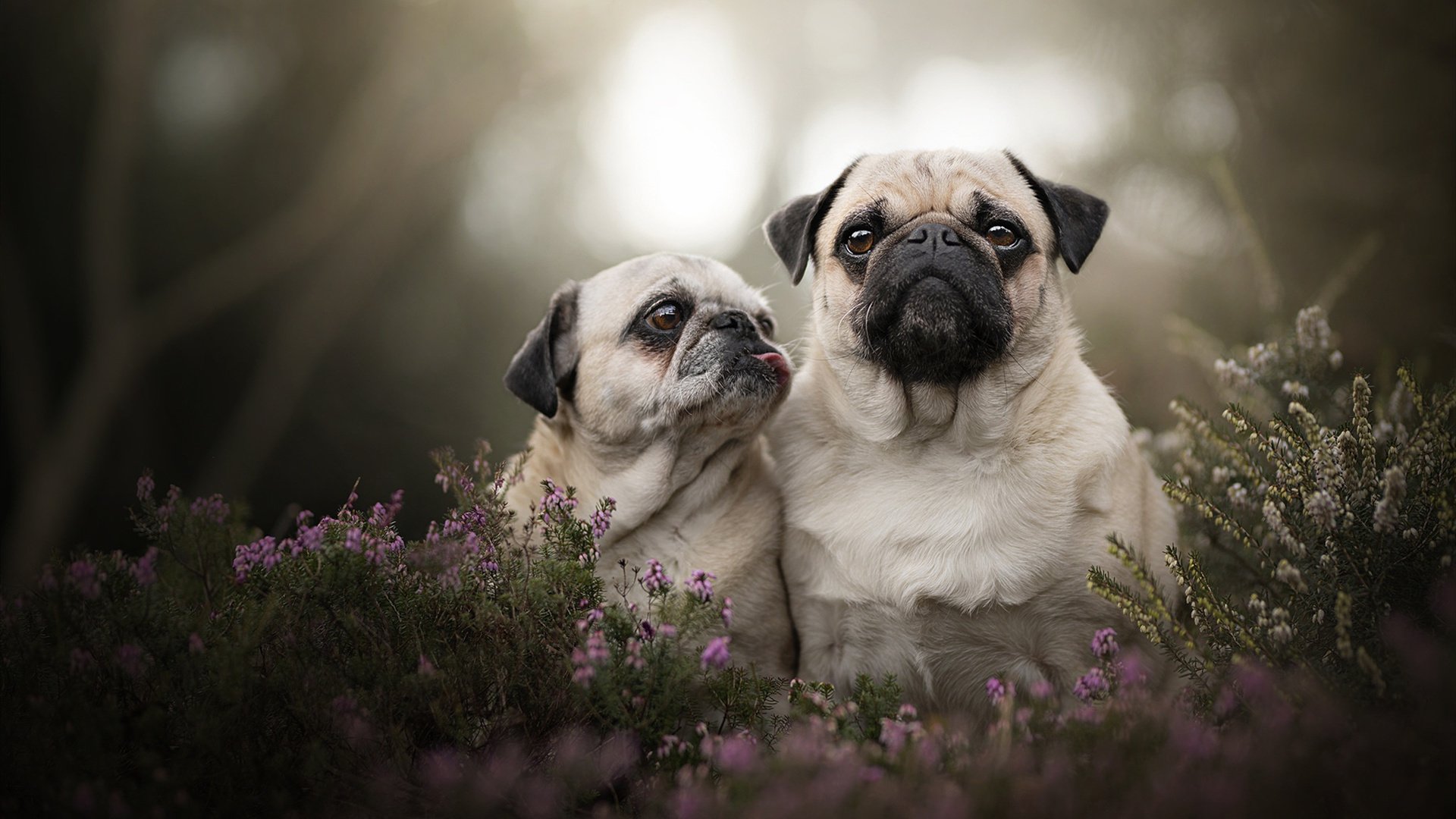 绝对核心光芒四射!拉梅洛25+15+9残暴掌控,太阳三巨头合砍86分正面击溃广厦