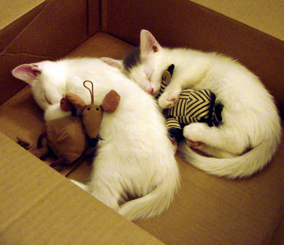 亚细亚的逆袭，当古老两河文明遇见火热门神，足球正在改写秩序