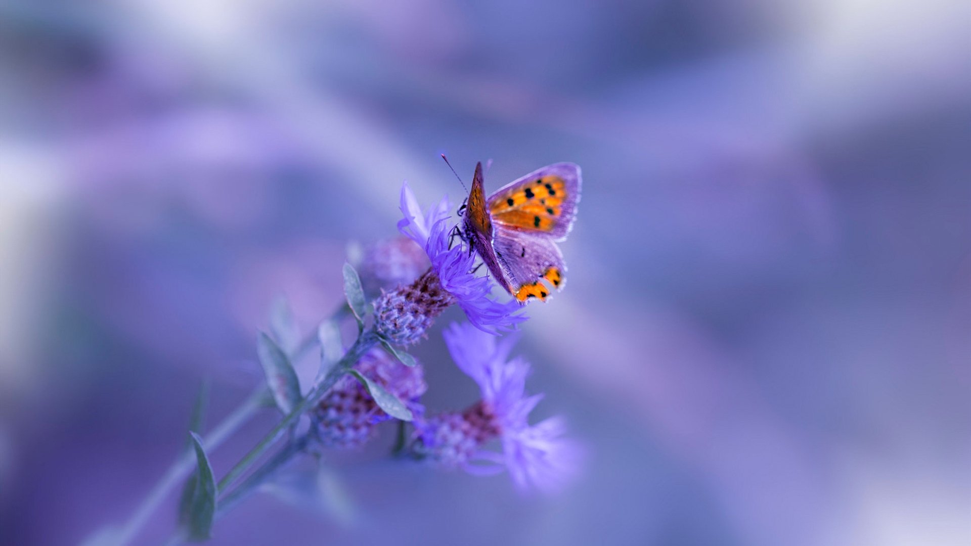 神锋利剑出鞘!伊布关键绝杀铸就国米制霸尤文王朝序章