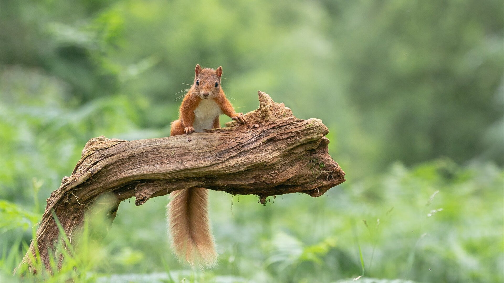 刹车区外的绝杀，当欧文的身影划过F1争冠夜