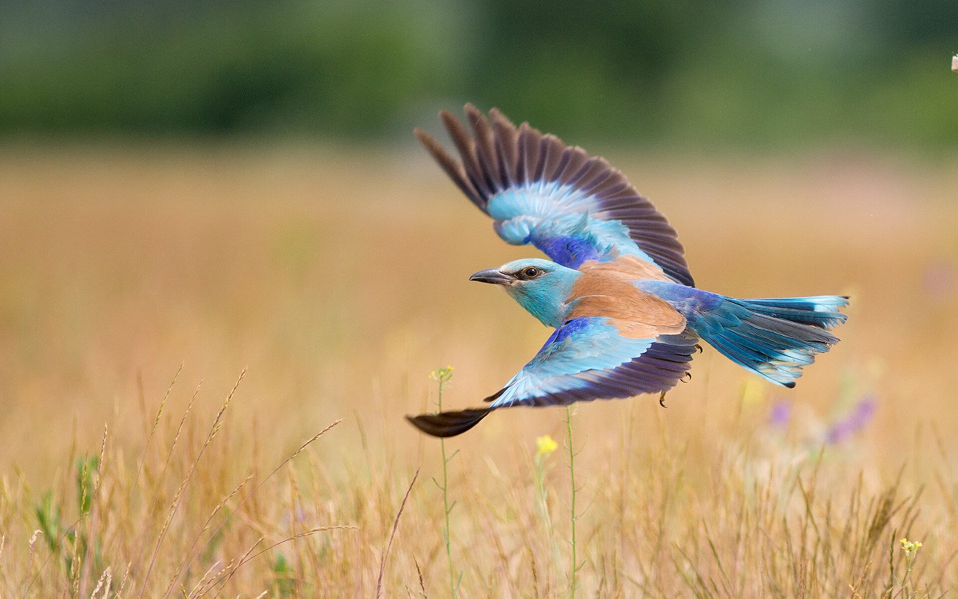 破界之夜，东契奇爆发映照北京队加时苦胜森林狼的篮球共鸣