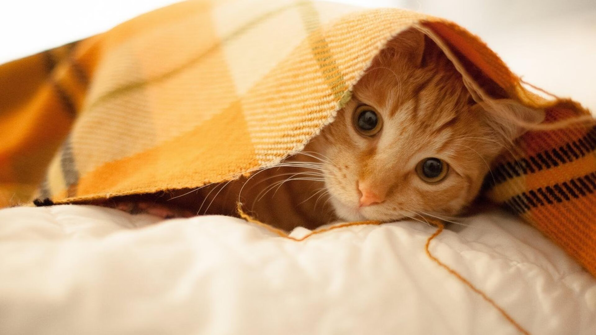 活塞霍勒迪36+9创历史最年轻纪录!末节17分强行终结湖人神话