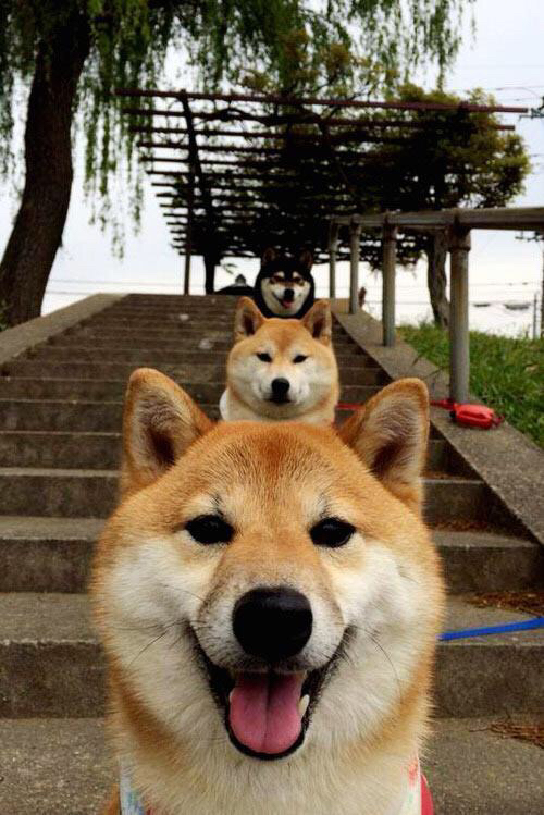 钢铁意志收割技术之花,穆勒致命一击定义欧战新秩序