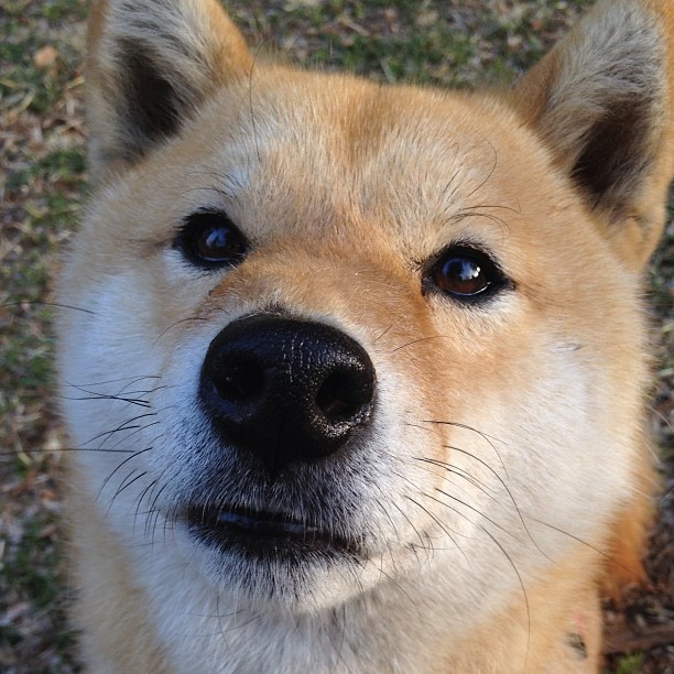 平凡人终将屠龙,一场无关胜负,只关于雷恩门将拉亚的加冕仪式