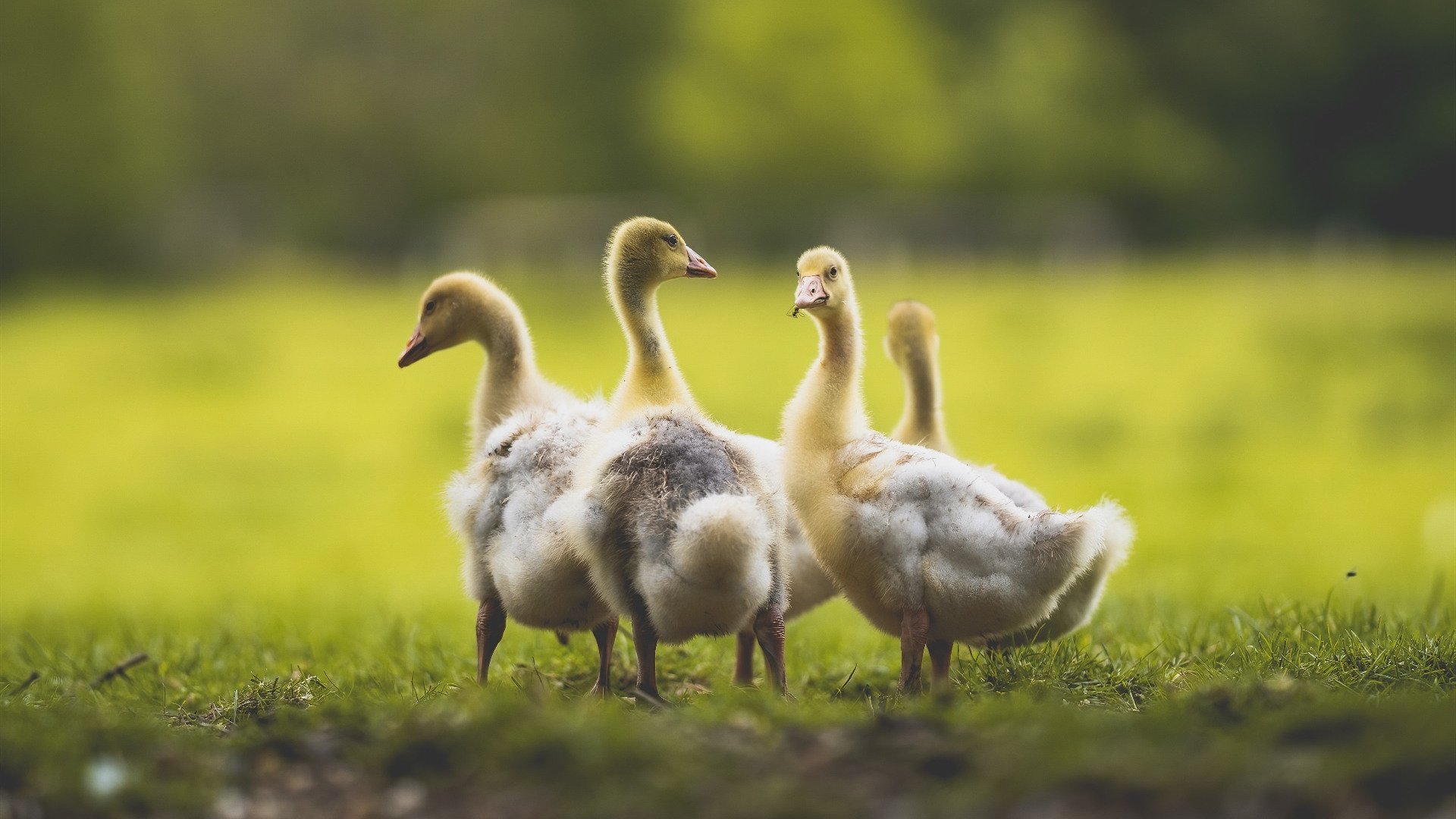 窒息式一波流,曼城如何用白色幽灵罗德里带走沙特豪门?