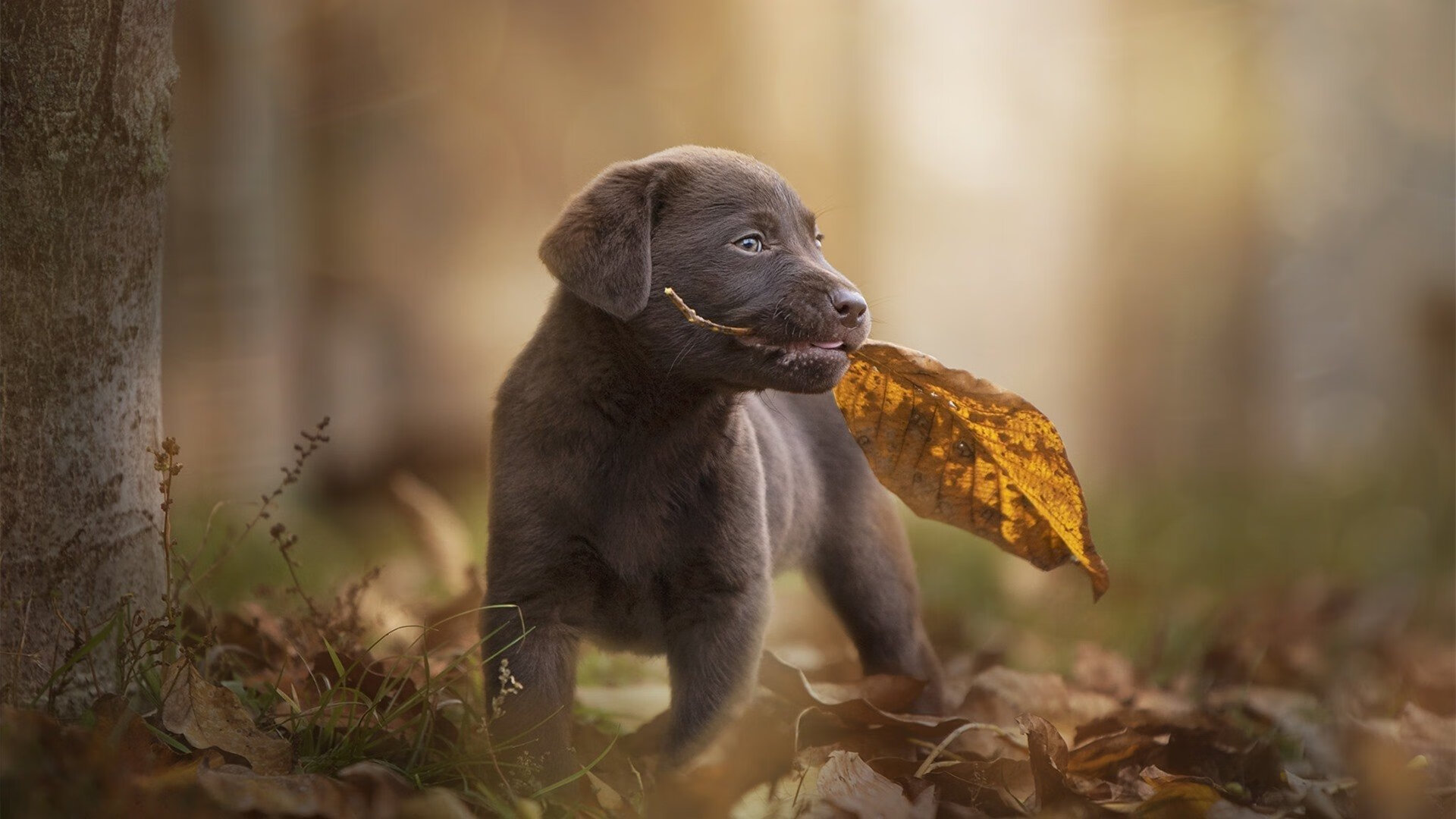 米切尔稳定输出成定海神针，活塞末节发力险胜公牛