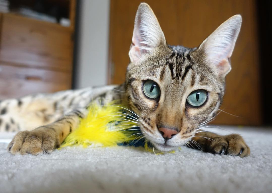 库里风暴与坚韧之师,当关键节点连续得分化为翻盘基因